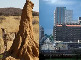 Termite mound design