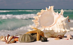 Beach seashells